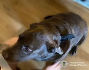 На Прикарпатті поліція перевірила випадок з собакою