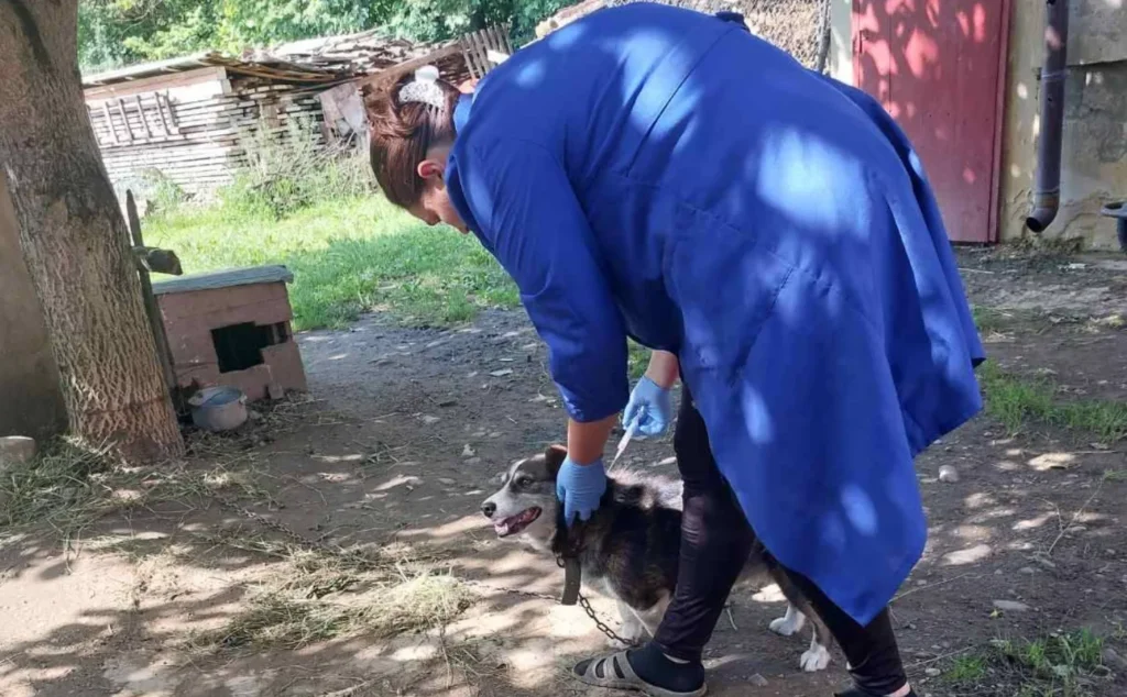 На Прикарпатті активізували вакцинацію тварин проти сказу