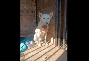 У Калуші збирають кошти на операцію собаці Віолі